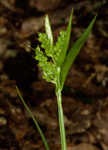 Eastern woodland sedge